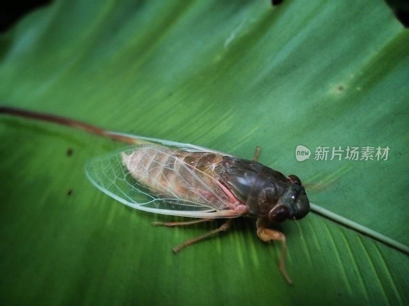 Cicadidae. The true cicadas on a green leaf